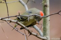 Peachtree Park, Atlanta, GA - November, 2015