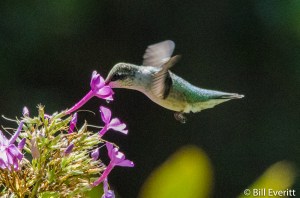 Ruby-throated Hummingbird - Archilochus colubrids Atlanta, GA - Peachtree Park - July, 2015