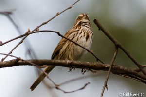 Song Sparrow - Melospiza melodia Peachtree park, Atlanta, GA - April 2, 2013