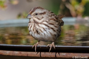 Song Sparrow - Melospiza melodia Peachtree Park, Atlanta, GA - December, 2015