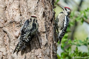 Yellow-bellied Sapsucker - Sphyrapicus various Atlanta, GA - Peachtree Park - April, 2013