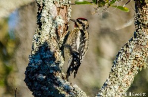 Yellow-bellied Sapsucker - Sphyrapicus varius Jekyll Island, GA - January 12, 2016
