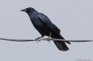 American Crow