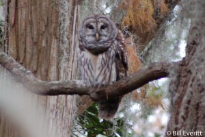 Barred Owl