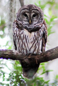 Barred Owl - Strix varia Okefenokee National Wildlife Refuge - November, 2006