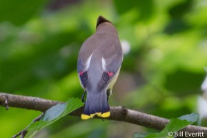Cedar Waxwing - Bombicilla cedorum Atlanta, GA - Peachtree Park - May, 2013