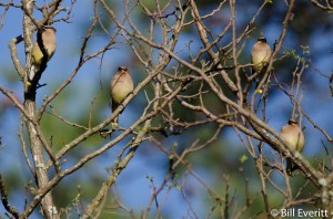 Cedar Waxwings