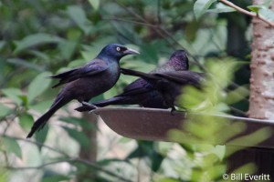 Common Grackle - Quiscalus quiscula Atlanta, GA - Peachtree Park - January, 2013