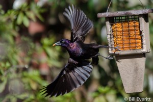 Peachtree Park, Atlanta, GA - March, 2015
