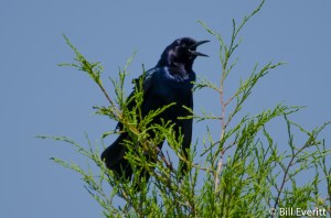 Common Grackle - Quiscalus quiscula St. Marks National Wildlife Refuge, FL - April 30, 2016