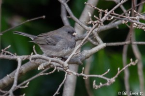 Dark-eyed Junco - Junco hyemalis Peachtree Park, Atlanta, GA - January 3, 2016