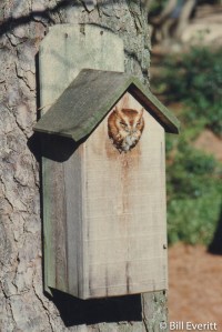 Eastern Screech-Owl
