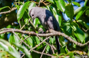 Gray Catbird - Dumetella carolinensis