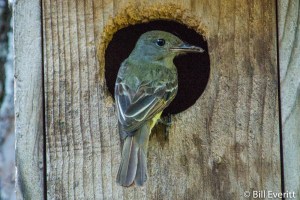 Great Crested Flycatcher - Myiarchus crinitus Atlanta, GA - Peachtree Park - June 2, 2012