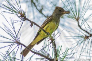Great Crested Flycatcher - Myiarchus crinitus Atlanta, GA - Peachtree Park - June 22, 2013