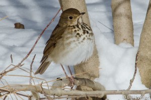 Hermit Thrush - Catharus guttatus Peachtree Park, Atlanta, GA - January 29, 2014