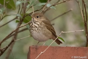 Hermit Thrush