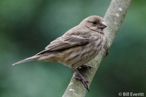 House Finch