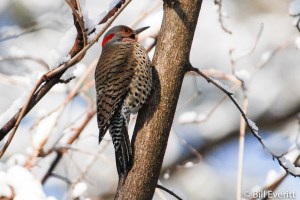 Northern Flicker - Colaptes auratus Peachtree Park, Atlanta, GA - February 13, 2010
