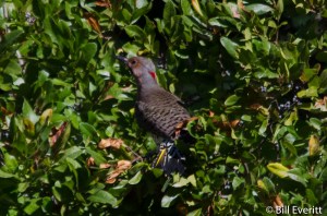 Northern Flicker