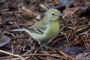 Pine Warbler - Setophaga pinus Atlanta, GA - Peachtree Park - February, 2013