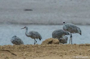 Sandhill Cranes - Grus canadensis Fields Landing, Lake Allatoona, GA - December 21, 2015