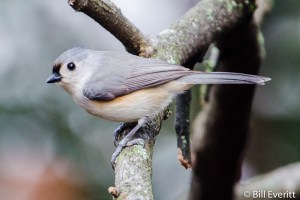 Tufted Titmouse - Baeolophus bicolor Atlanta, GA - Peachtree Park - February, 2013