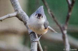 Tufted Titmouse