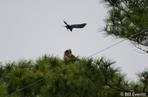 Unidentified Hawk and Crow