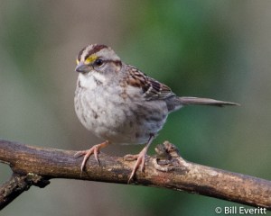 White-throated Sparrow - Zonotrichia albicollis Atlanta, GA - Peachtree Park - February, 2013