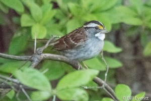 White-throated Sparrow