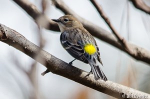 Yellow-rumped Warbler - Dendroica coronata Peachtree Park, Atlanta, GA - November, 2015