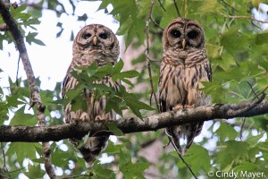 Barred Owl