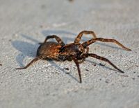 Carolina Wolf Spider