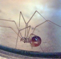 Cellar Spider