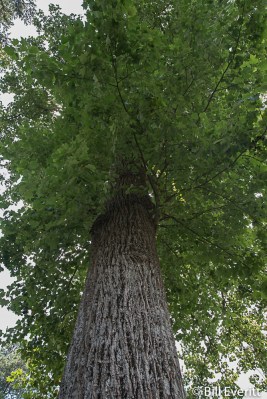 Tulip Poplar on Greenview Ave
