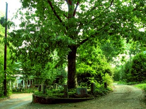 Tree that Owns Itself