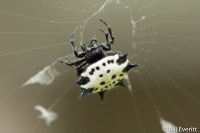 Thorn Spider