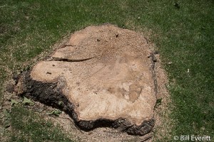 Tree Stump
