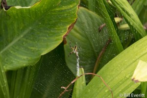 Zipper Spider aka Garden Orb-weaver