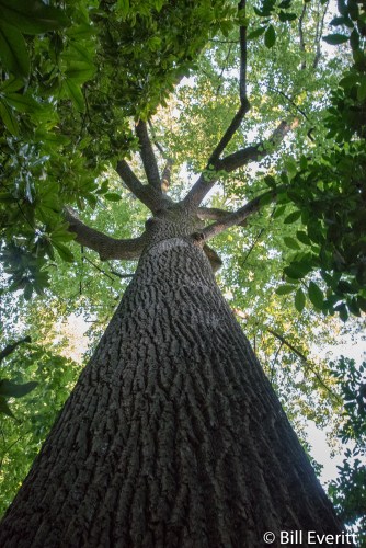 Champion Tulip Poplar