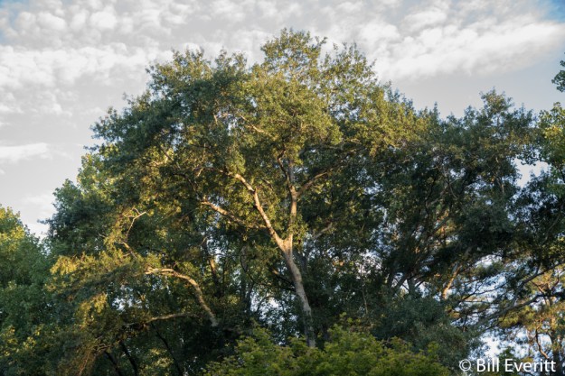 Champion Tulip Poplar - Liriodendron tulipifera
