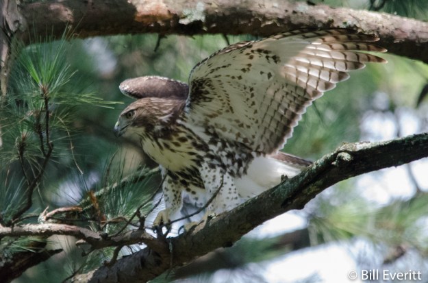 Red-tailed Hawk - Buteo jamaicensis
Peachtree Park, Atlanta, GA - July, 2016