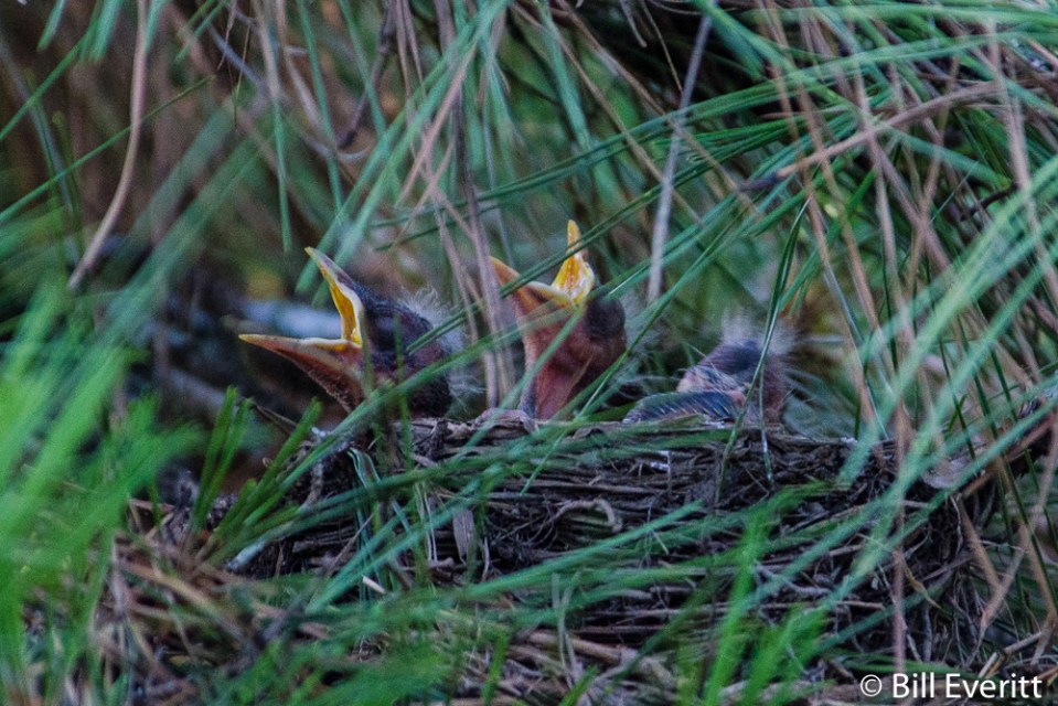 American Robin chicks
