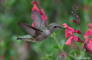 Black-chinned Hummingbird - Archilochus alexandri Lady Bird Johnson Wildflower Center, Austin TX - April 7, 2015