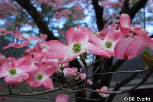 Dogwood Blooms