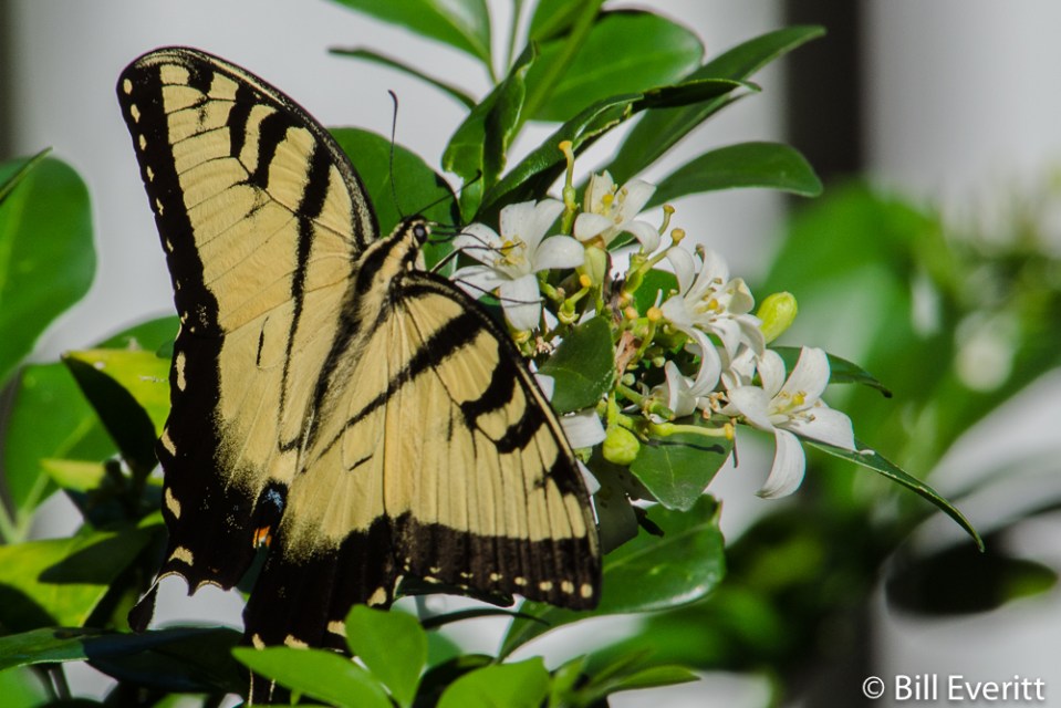 Eastern Tiger Swallowtail