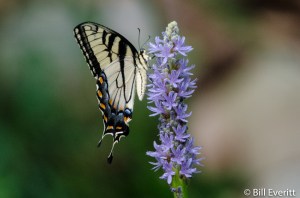 Papilio glaucus