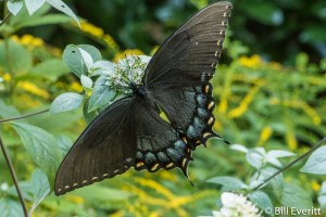 Papilio glaucus