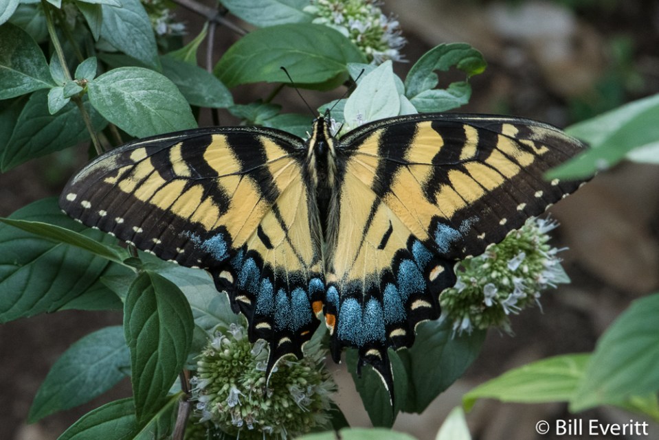 Papilio glaucus